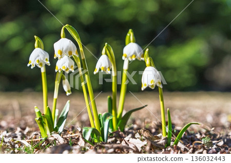Delicate Summer Snowflake Flowers Blooming in Springtime Garden, Leucojum aestivum, Close-up 136032443