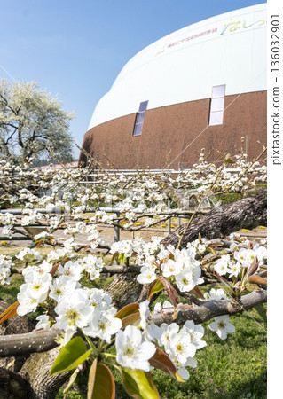 20世紀的四甲館梨花盛開 136032901