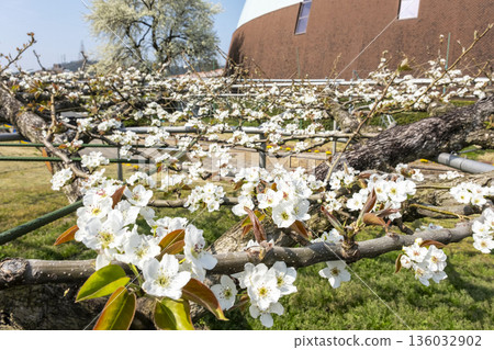 20th Century Pear Blossoms Blooming at Shikkokan 20th Century Pear Blossoms Blooming at Shikkokan 136032902