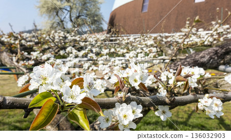 20世紀的四甲館梨花盛開 136032903