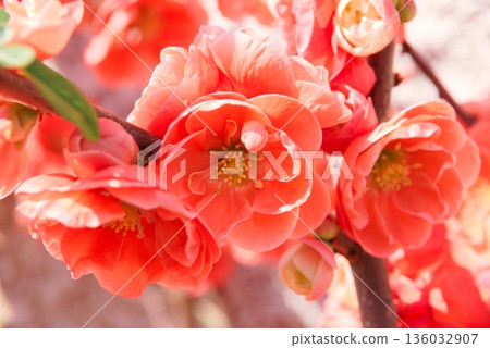 散景特寫 136032907