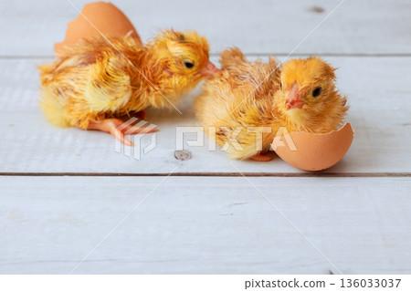 Newborn yellow chicks are hatching from eggs in well lit area of room. 136033037