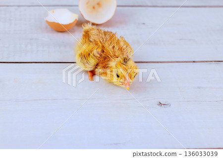 After hatching chick is emerging from an egg shell new life beginning. After hatching chick is emerging from an egg shell new life beginning. 136033039