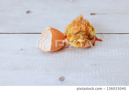 Chick is breaking free from its shell on wooden surface after newborn Chick is breaking free from its shell on wooden surface after newborn 136033040