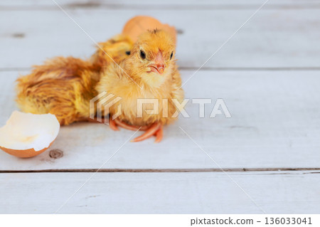 Newly hatched chick sits next to broken eggshell It looks around curiously. Newly hatched chick sits next to broken eggshell It looks around curiously. 136033041
