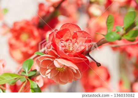 散景特寫 散景特寫 136033082