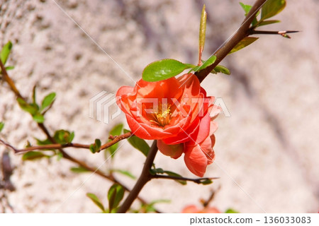 散景特寫 136033083