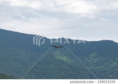 The green of the spreading mountains and a bird (raptor) flying in the sky 136033259