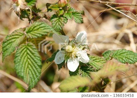 野生草莓花,野生草莓 野生草莓花,野生草莓 136033458