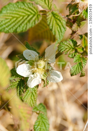 Wild strawberry flower, wild strawberry 136033459