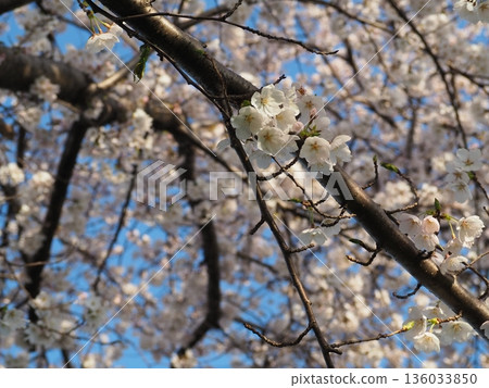 Cherry blossoms announcing the arrival of spring Cherry blossoms announcing the arrival of spring 136033850