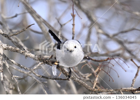 Snow Fairy Shima Enaga 136034045