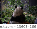 Ueno Zoo 136034166