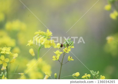 Nanohana和瓢蟲 136034265