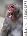 日本獼猴 136034275