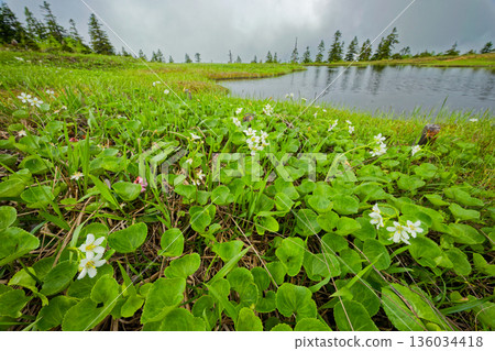 Menthoxylum trifoliata blooms at Nakamon Pond along the Aizu-Komagatake ridge in early summer 136034418