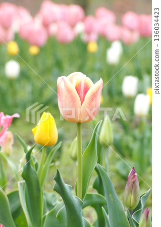 Cute tulip Cute tulip 136034423