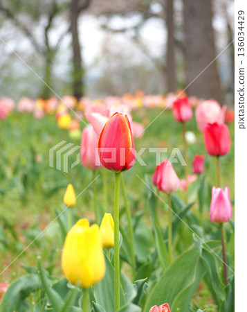 Cute tulip 136034429