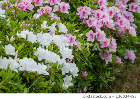 白色和粉紅色的杜鵑花花 白色和粉紅色的杜鵑花花 136034455