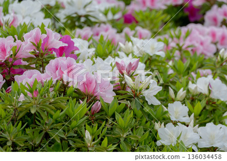 Colorful azaleas in the garden Colorful azaleas in the garden 136034458