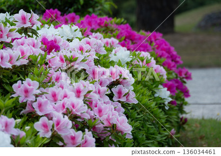 Pink and white azaleas in full bloom 136034461