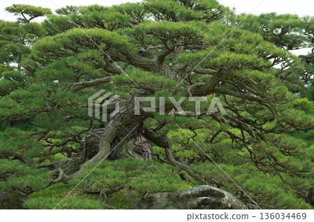 老松樹 136034469