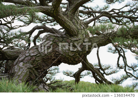Strong pine bark Strong pine bark 136034470