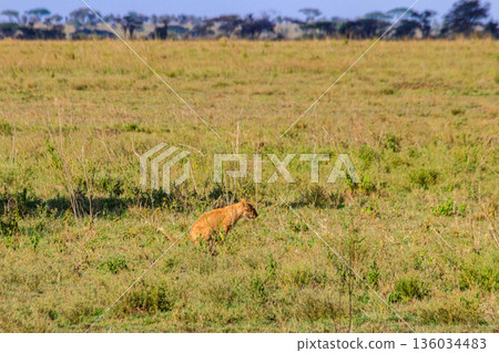Lion cub defecating in savannah in Serengeti national park, Tanzania Lion cub defecating in savannah in Serengeti national park, Tanzania 136034483