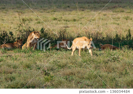 Pride of lions (Panthera leo) in savannah in Serengeti national park, Tanzania 136034484