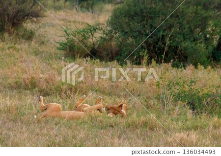 Two lionesses (Panthera leo) playing in savannah in Serengeti National Park, Tanzania 136034493
