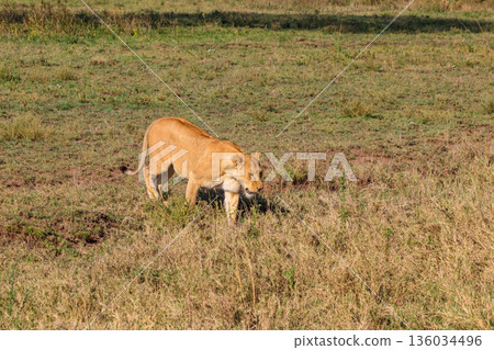 Lioness (Panthera leo) walking in savannah in Serengeti national park, Tanzania Lioness (Panthera leo) walking in savannah in Serengeti national park, Tanzania 136034496
