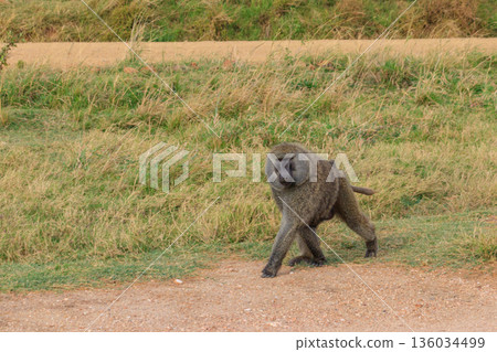 Olive Baboon (Papio anubis) walking in savanna in Serengeti national park, Tanzania 136034499