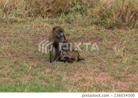 Two young olive baboons (Papio anubis) playing in savanna in Serengeti national park, Tanzania 136034500