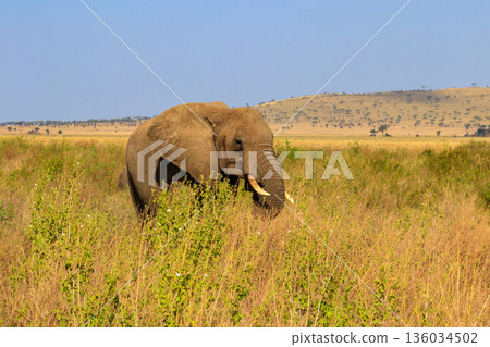 African elephant in savanna in Serengeti National park in Tanzania African elephant in savanna in Serengeti National park in Tanzania 136034502