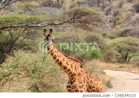 Giraffe in savanna in Serengeti national park in Tanzania. Wild nature of Tanzania, East Africa 136034510