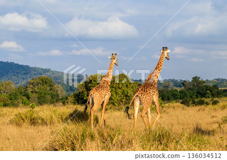 Pair of giraffes walking in Ngorongoro Conservation Area in Tanzania. Wildlife of Africa Pair of giraffes walking in Ngorongoro Conservation Area in Tanzania. Wildlife of Africa 136034512