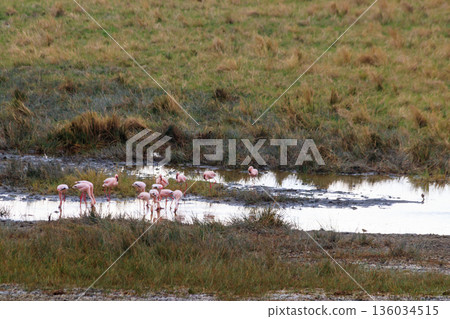 Lesser flamingo (Phoeniconaias minor) in Ngorongoro crater national park in Tanzania. Wildlife of Africa Lesser flamingo (Phoeniconaias minor) in Ngorongoro crater national park in Tanzania. Wildlife of Africa 136034515