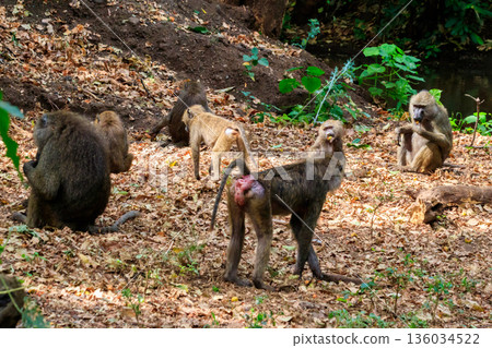 Group of olive baboons (Papio anubis), also called the Anubis baboons, in Lake Manyara National Park in Tanzania Group of olive baboons (Papio anubis), also called the Anubis baboons, in Lake Manyara National Park in Tanzania 136034522