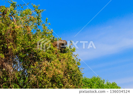 Olive baboon (Papio anubis), also called the Anubis baboon, on a tree in Lake Manyara National Park in Tanzania Olive baboon (Papio anubis), also called the Anubis baboon, on a tree in Lake Manyara National Park in Tanzania 136034524