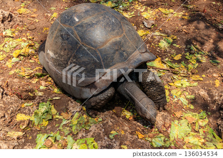 Aldabra giant tortoise on Prison island, Zanzibar in Tanzania 136034534