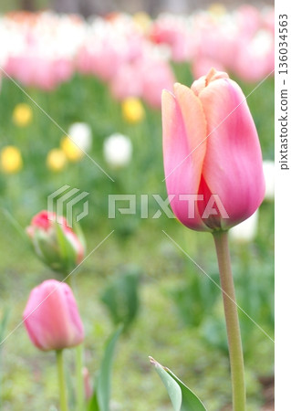 Pink tulips blooming in the tulip field 136034563
