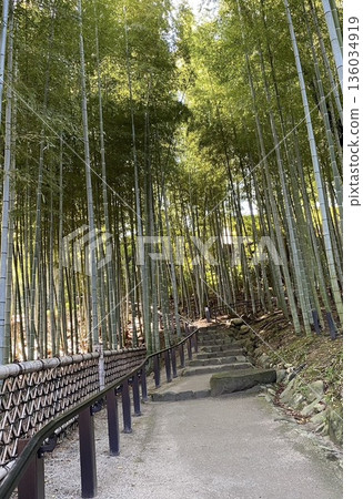 Pass through the bamboo grove Pass through the bamboo grove 136034919
