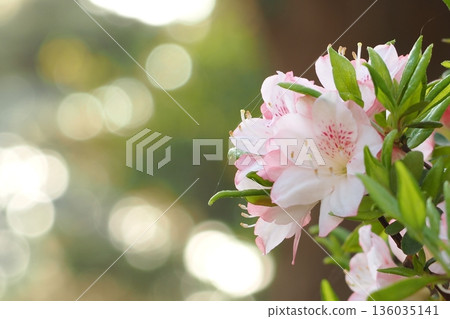 Azaleas in full bloom shining in the light 136035141