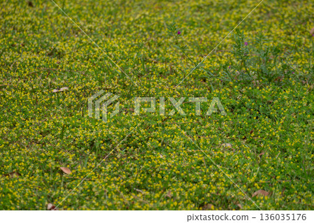 一片開滿黃色野花的草地 136035176