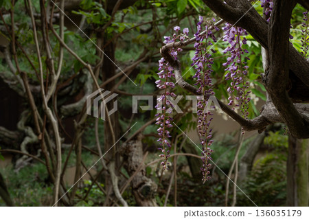 Wisteria flowers in the garden Wisteria flowers in the garden 136035179