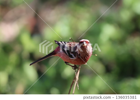 一隻紅雀在冬季造訪林間小路 136035381