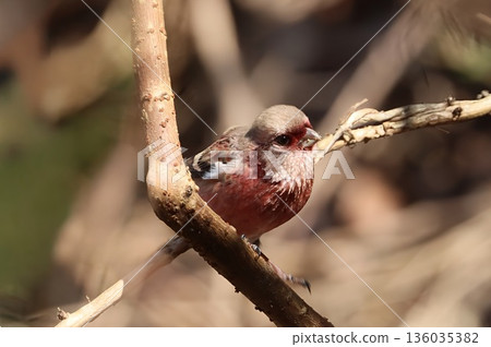 一隻紅雀在冬季造訪林間小路 136035382