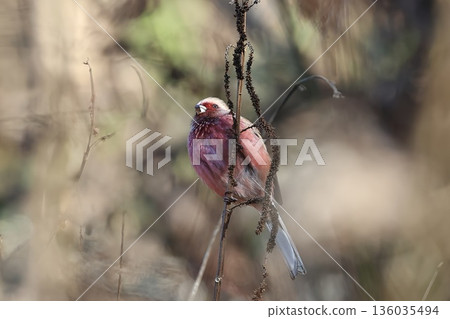 A red finch visiting a forest road in winter A red finch visiting a forest road in winter 136035494