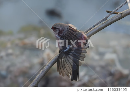 A red finch visiting a forest road in winter 136035495