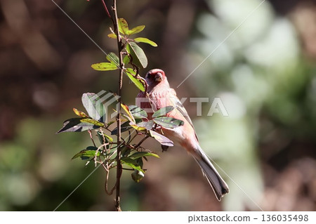 一隻紅雀在冬季造訪林間小路 136035498